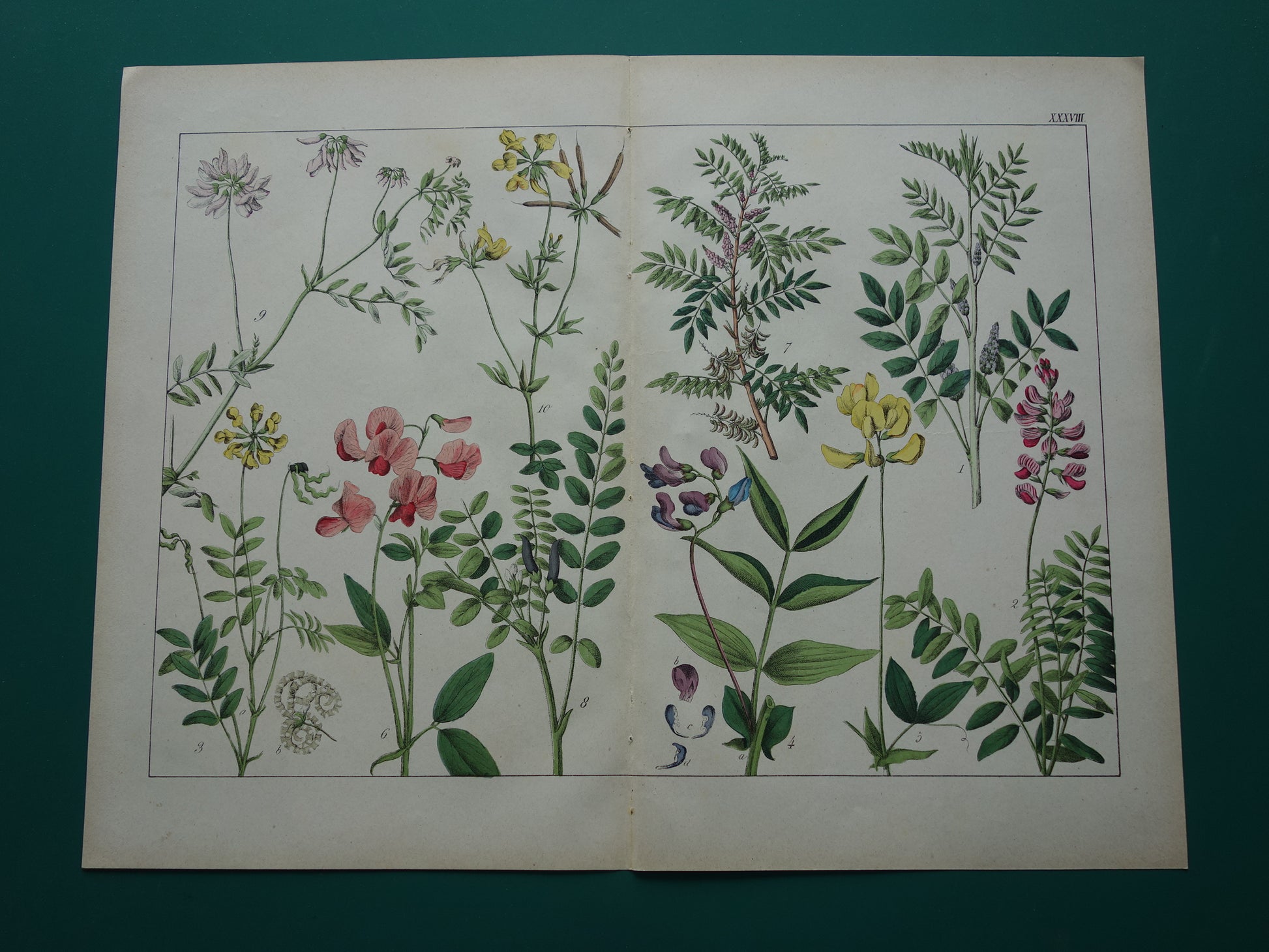 Oude Botanische Prent van Zoethout, Melkwikke, Paardenhoefklaver, Kroonwikke en andere bloemen 1874 originele antieke botanische illustratie