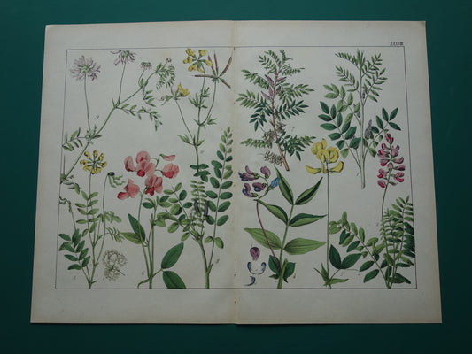 Oude Botanische Prent van Zoethout, Melkwikke, Paardenhoefklaver, Kroonwikke en andere bloemen 1874 originele antieke botanische illustratie