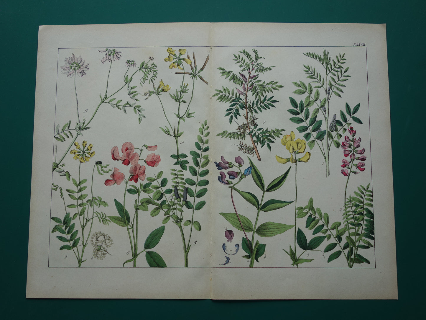 Oude Botanische Prent van Zoethout, Melkwikke, Paardenhoefklaver, Kroonwikke en andere bloemen 1874 originele antieke botanische illustratie