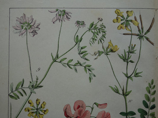 Oude Botanische Prent van Zoethout, Melkwikke, Paardenhoefklaver, Kroonwikke en andere bloemen 1874 originele antieke botanische illustratie