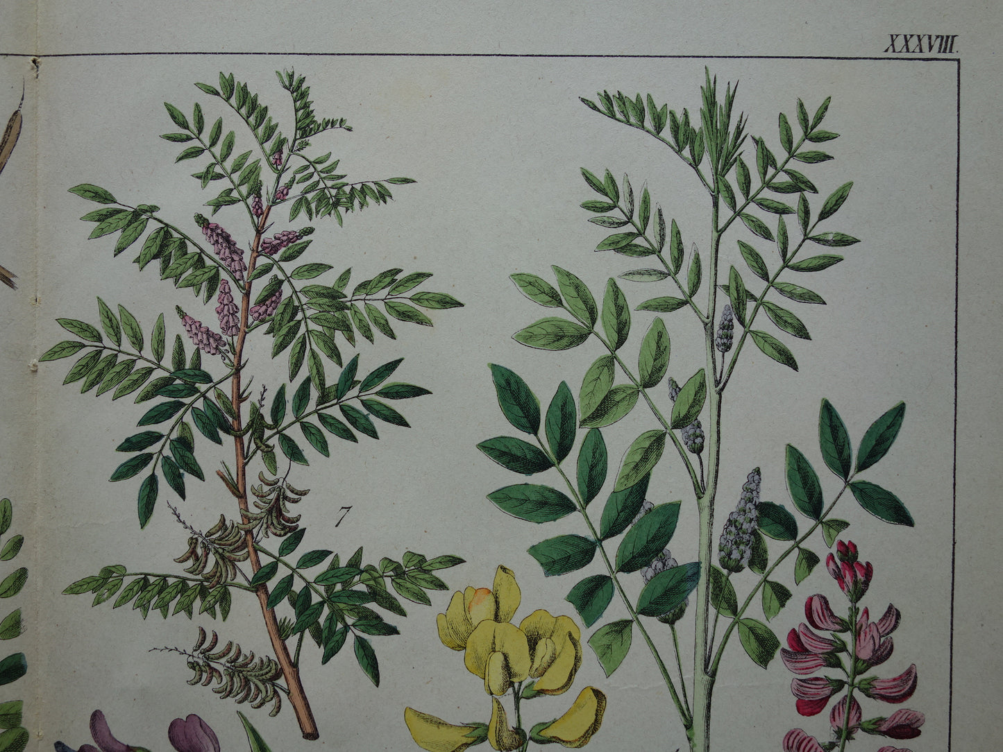 Oude Botanische Prent van Zoethout, Melkwikke, Paardenhoefklaver, Kroonwikke en andere bloemen 1874 originele antieke botanische illustratie