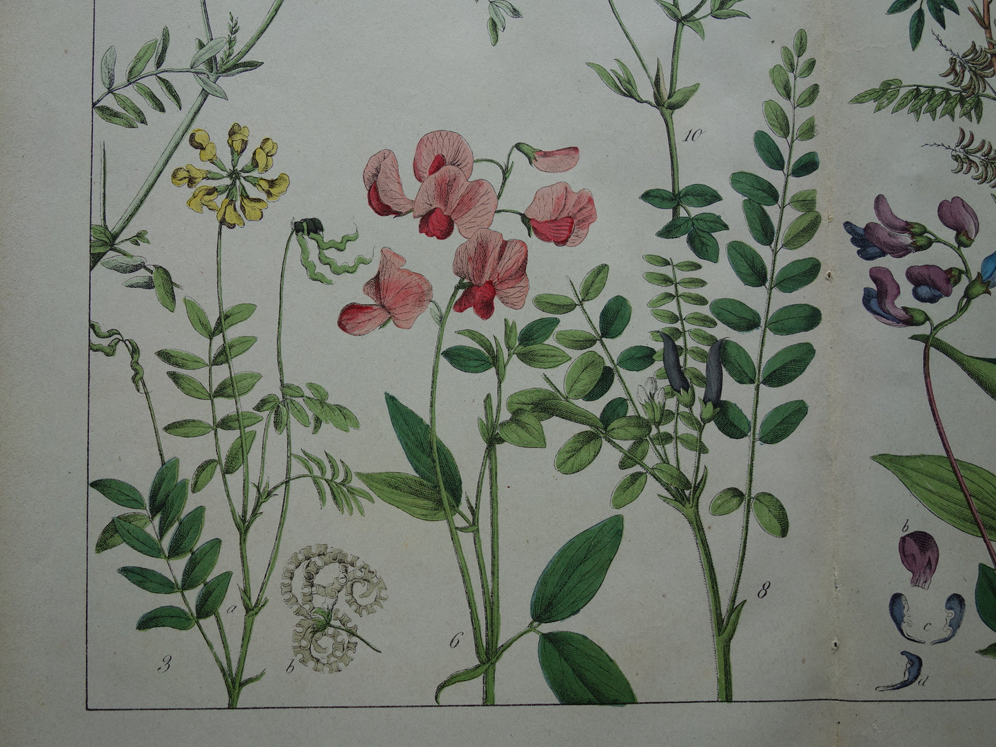 Oude Botanische Prent van Zoethout, Melkwikke, Paardenhoefklaver, Kroonwikke en andere bloemen 1874 originele antieke botanische illustratie