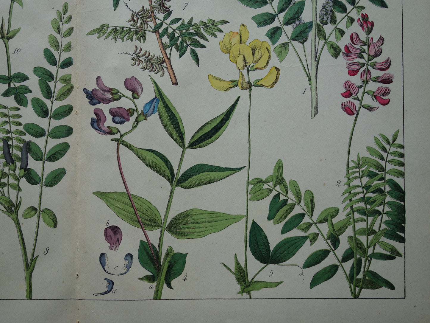 Oude Botanische Prent van Zoethout, Melkwikke, Paardenhoefklaver, Kroonwikke en andere bloemen 1874 originele antieke botanische illustratie