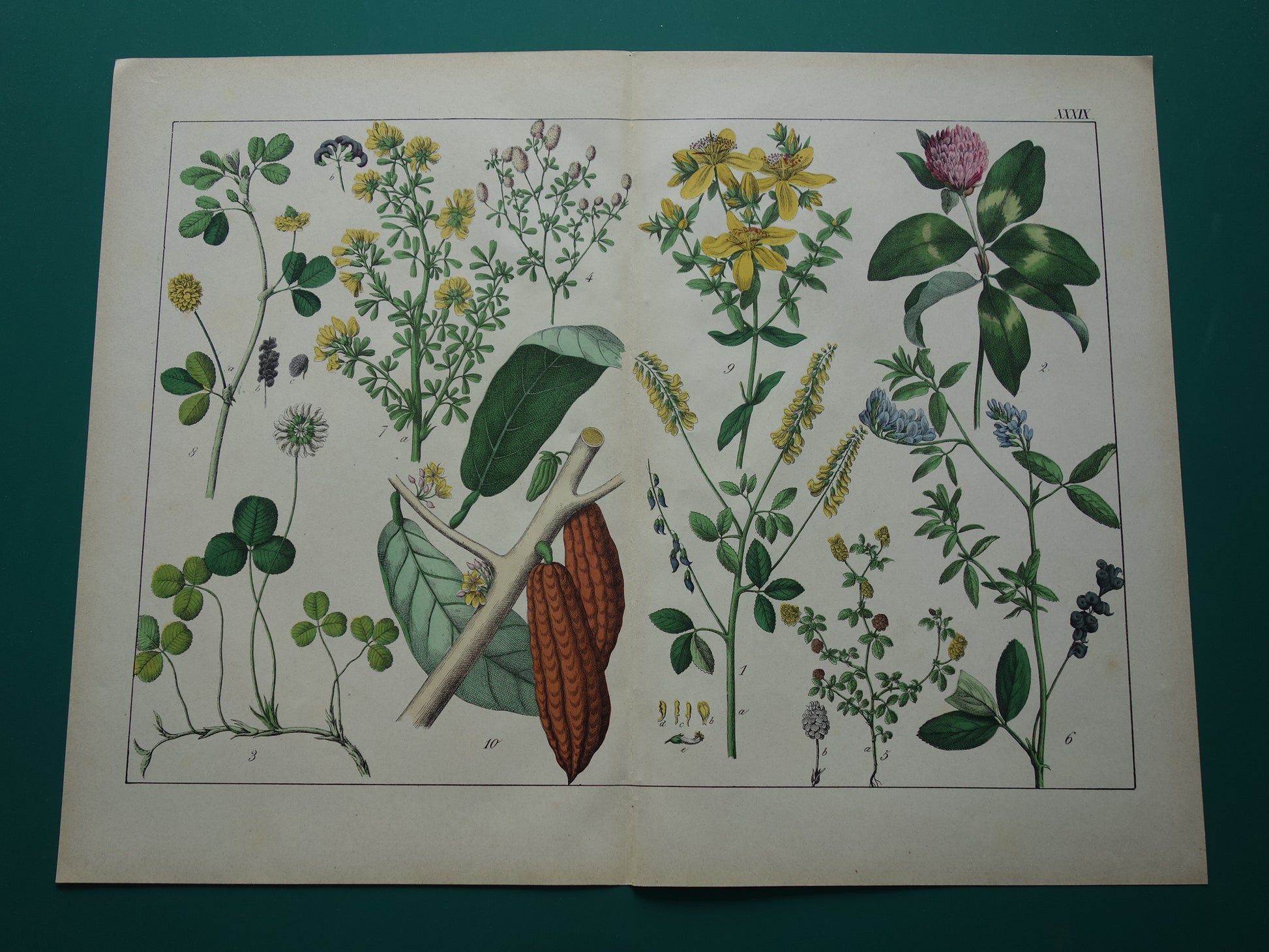 Oude Botanische Prent Cacaoboom Sint-janskruid Kleurrijke Antieke Illustratie Klaver - Originele Vintage Botanie Prenten