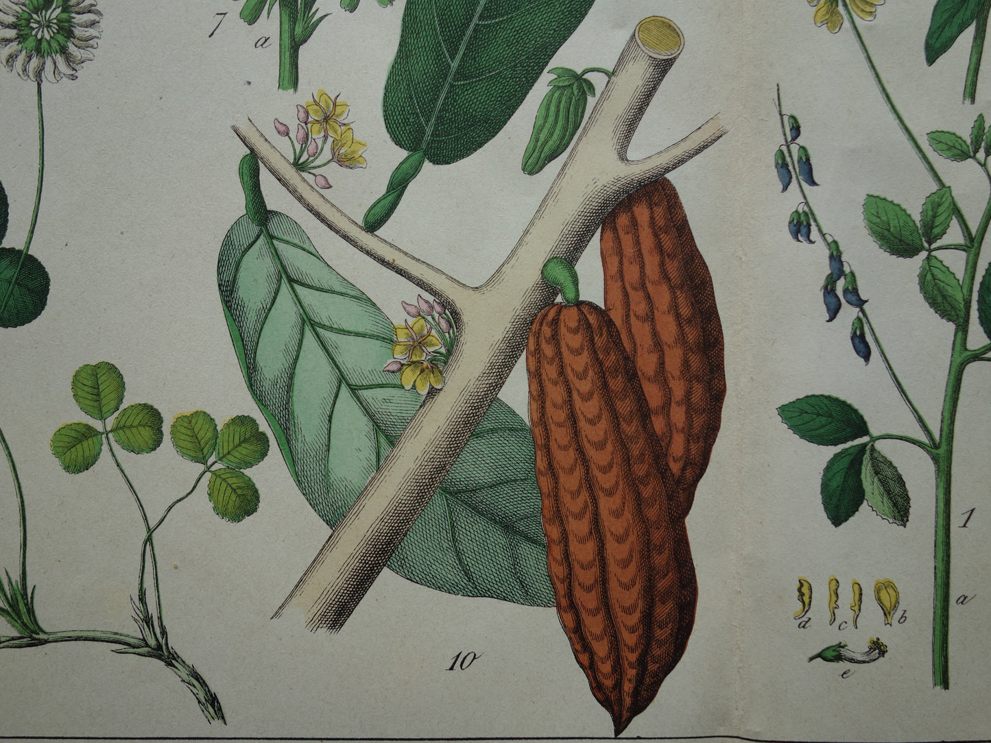 cacao vintage illustratie