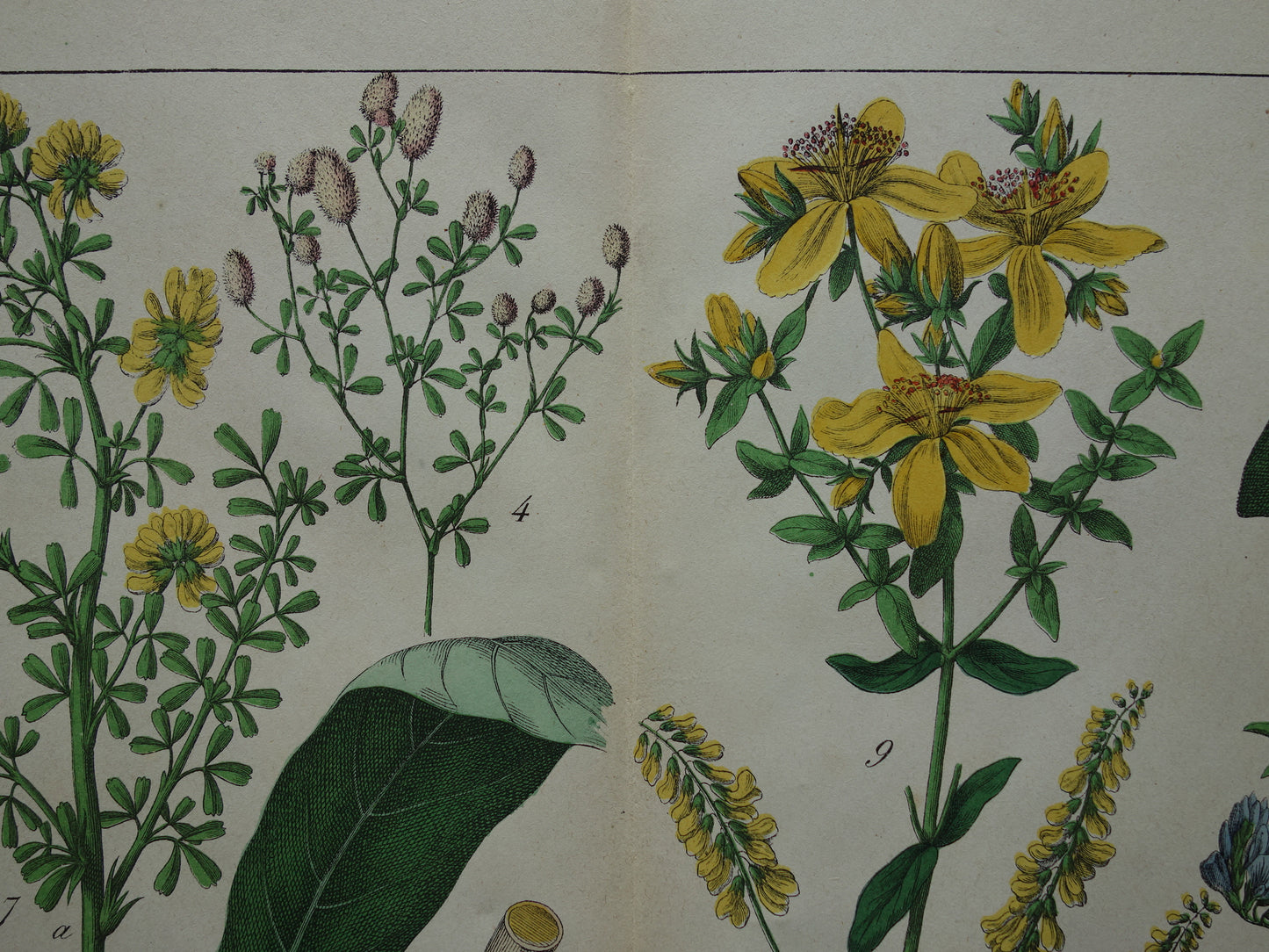 Oude Botanische Prent Cacaoboom Sint-janskruid Kleurrijke Antieke Illustratie Klaver - Originele Vintage Botanie Prenten