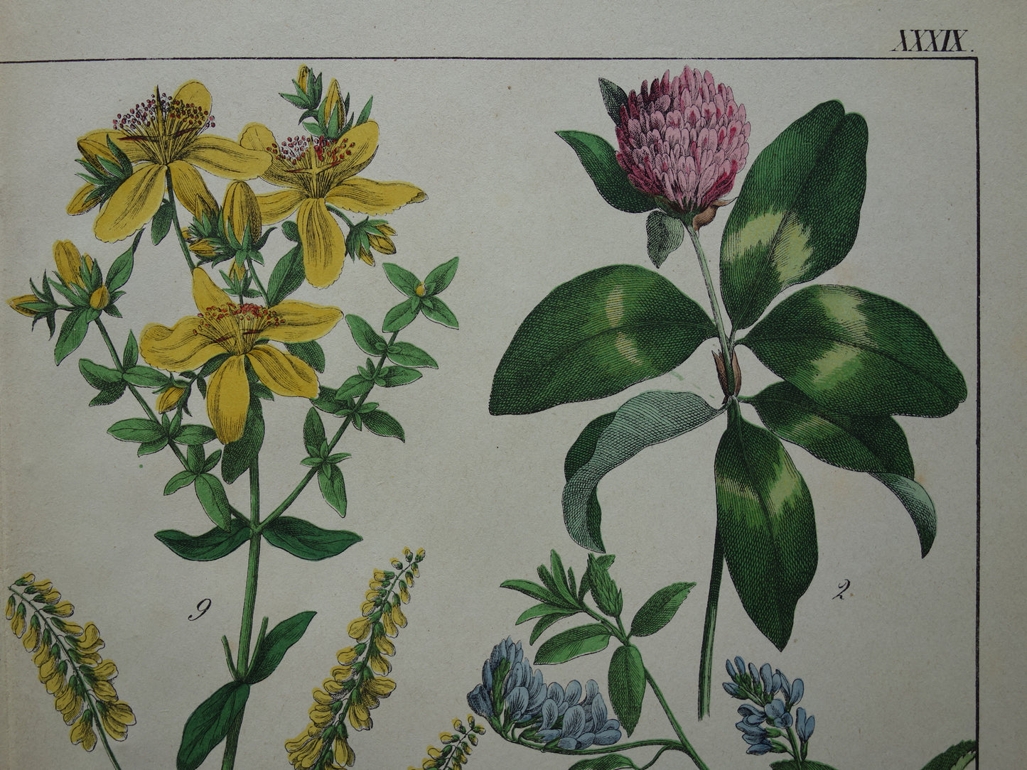 Oude Botanische Prent Cacaoboom Sint-janskruid Kleurrijke Antieke Illustratie Klaver - Originele Vintage Botanie Prenten