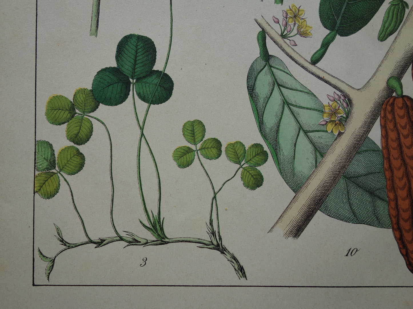 Oude Botanische Prent Cacaoboom Sint-janskruid Kleurrijke Antieke Illustratie Klaver - Originele Vintage Botanie Prenten