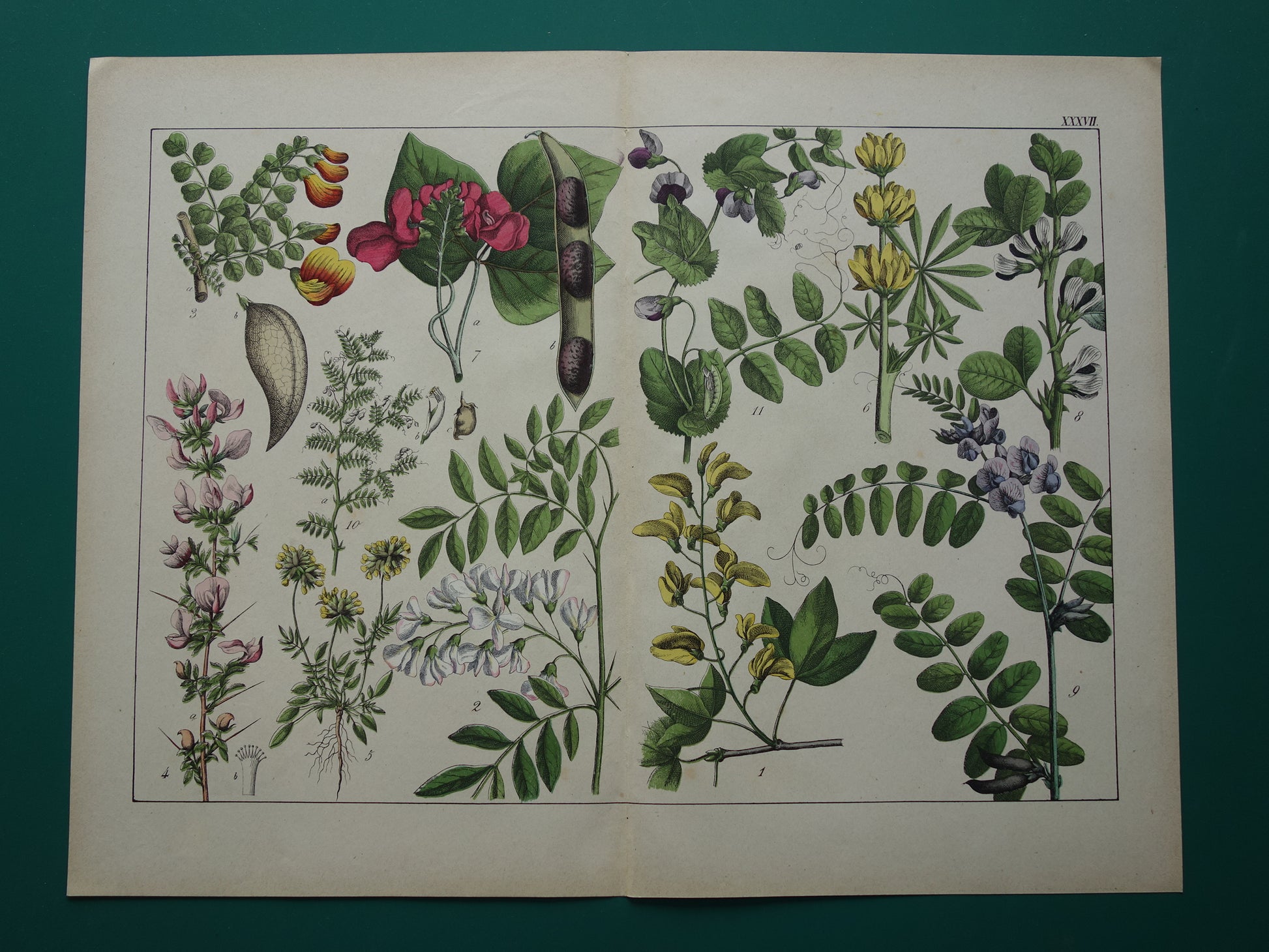 Oude Botanische Prent Kleurrijke Antieke Illustratie Bloemen - Originele Vintage Botanie Prenten