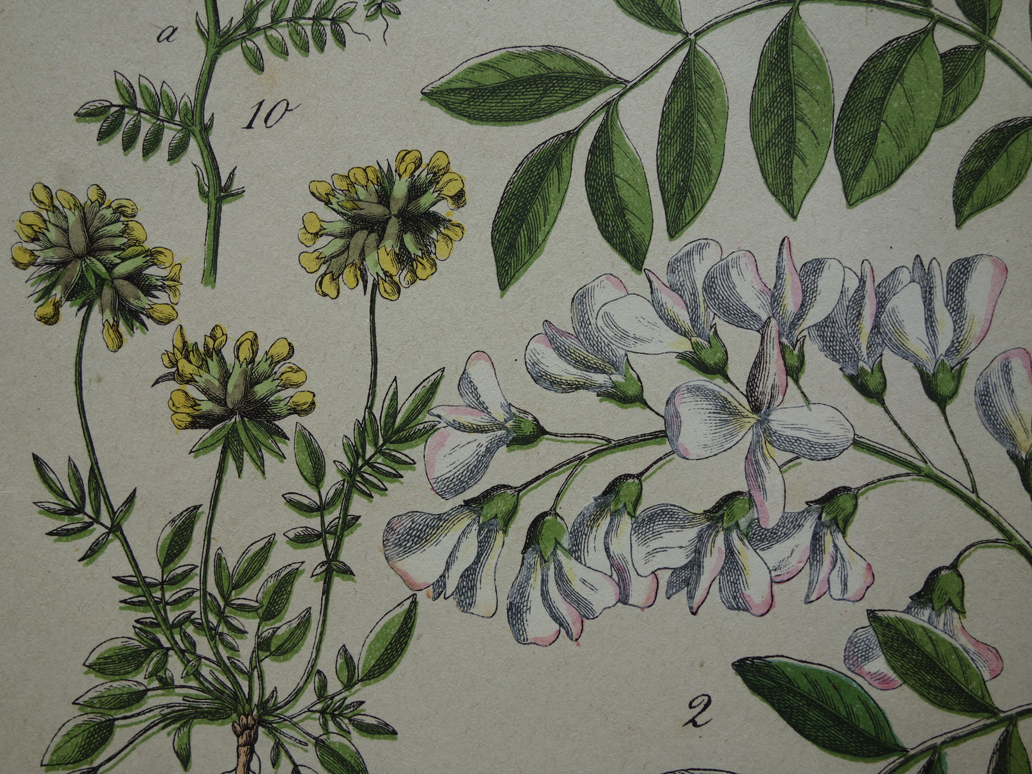 Oude Botanische Prent Kleurrijke Antieke Illustratie Bloemen - Originele Vintage Botanie Prenten