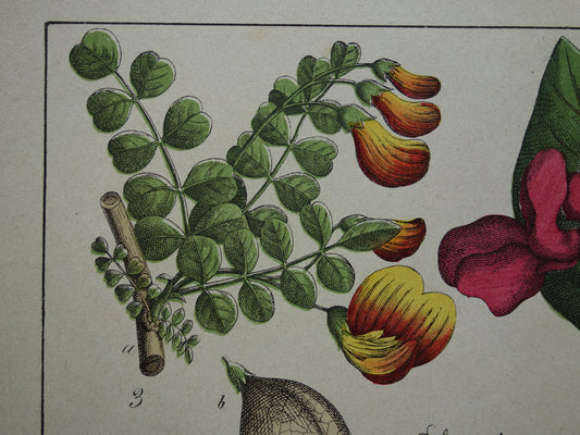 Oude Botanische Prent Kleurrijke Antieke Illustratie Bloemen - Originele Vintage Botanie Prenten