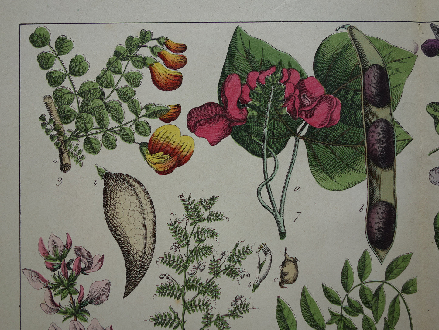 Oude Botanische Prent Kleurrijke Antieke Illustratie Bloemen - Originele Vintage Botanie Prenten