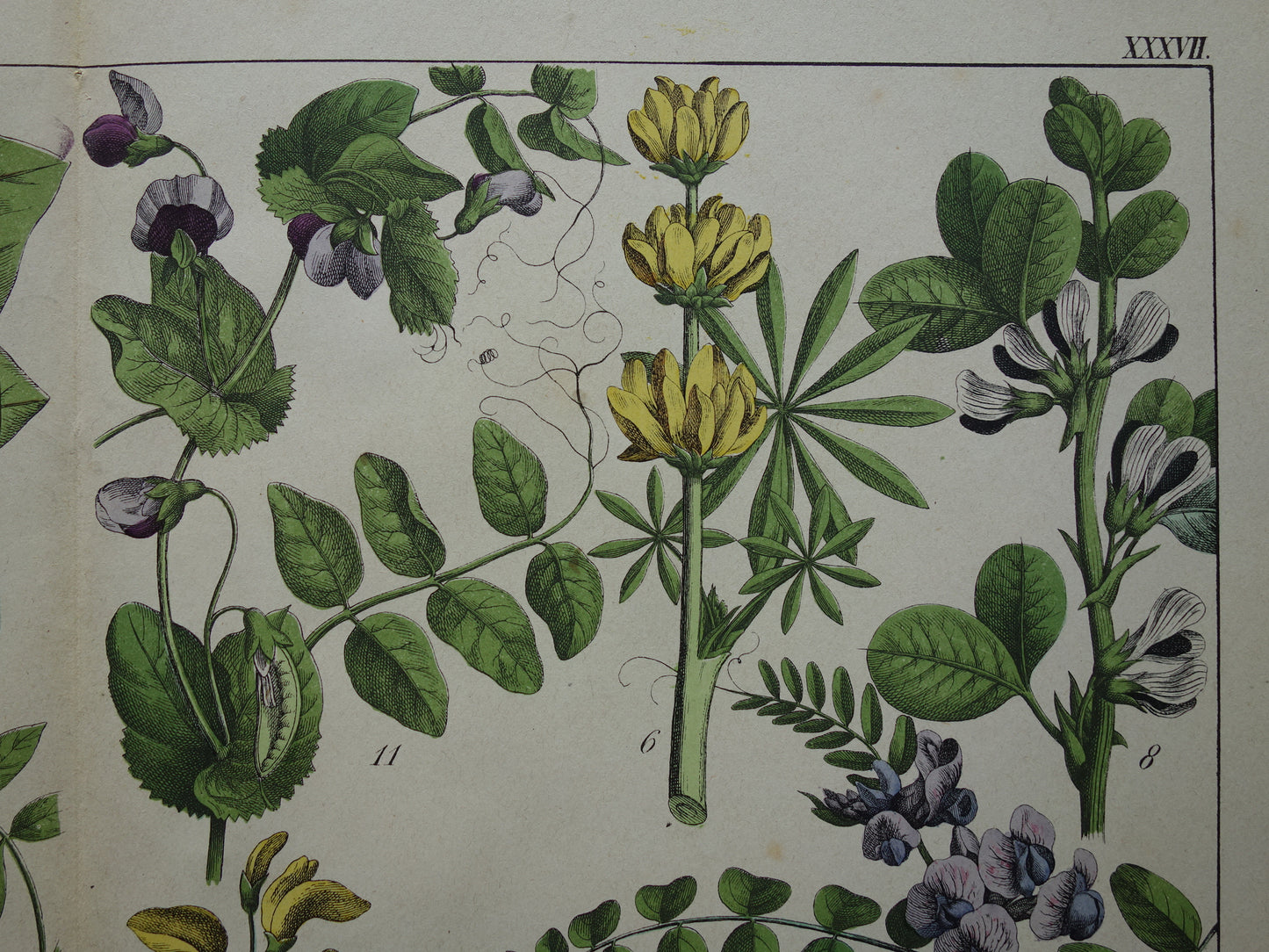 Oude Botanische Prent Kleurrijke Antieke Illustratie Bloemen - Originele Vintage Botanie Prenten