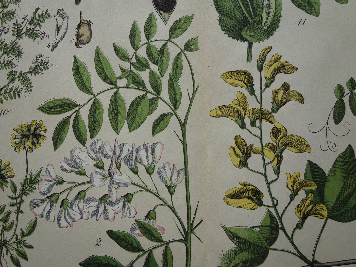 Oude Botanische Prent Kleurrijke Antieke Illustratie Bloemen - Originele Vintage Botanie Prenten