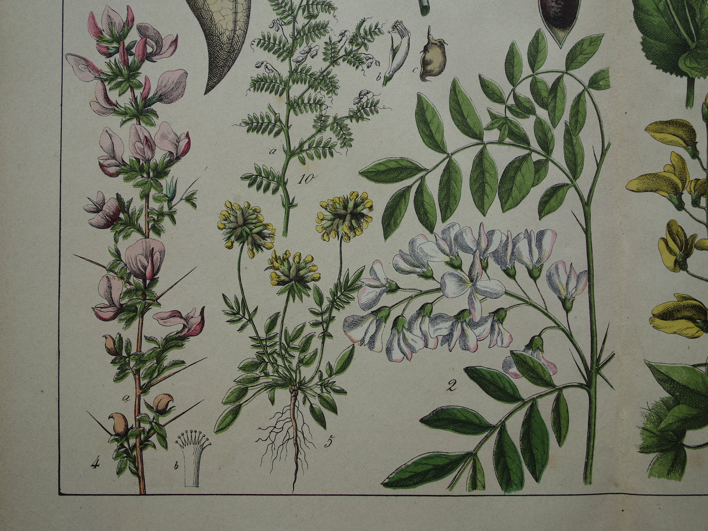 Oude Botanische Prent Kleurrijke Antieke Illustratie Bloemen - Originele Vintage Botanie Prenten