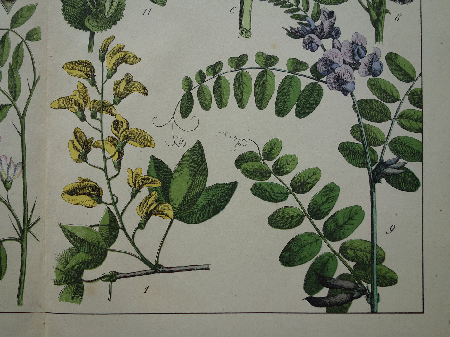 Oude Botanische Prent Kleurrijke Antieke Illustratie Bloemen - Originele Vintage Botanie Prenten