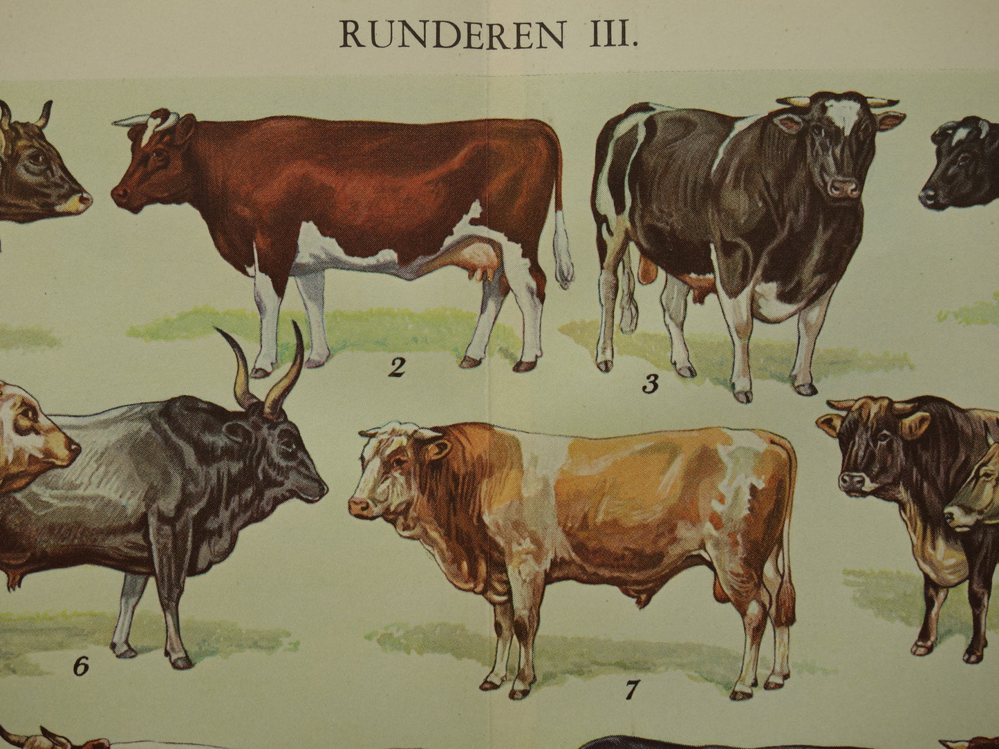 KOEIEN Oude illustratie van runderen uit 1938 Jaren 30 Vintage afbeelding Koe Rund prints