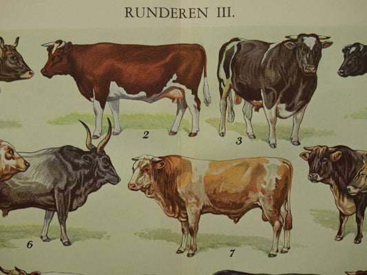 KOEIEN Oude illustratie van runderen uit 1938 Jaren 30 Vintage afbeelding Koe Rund prints