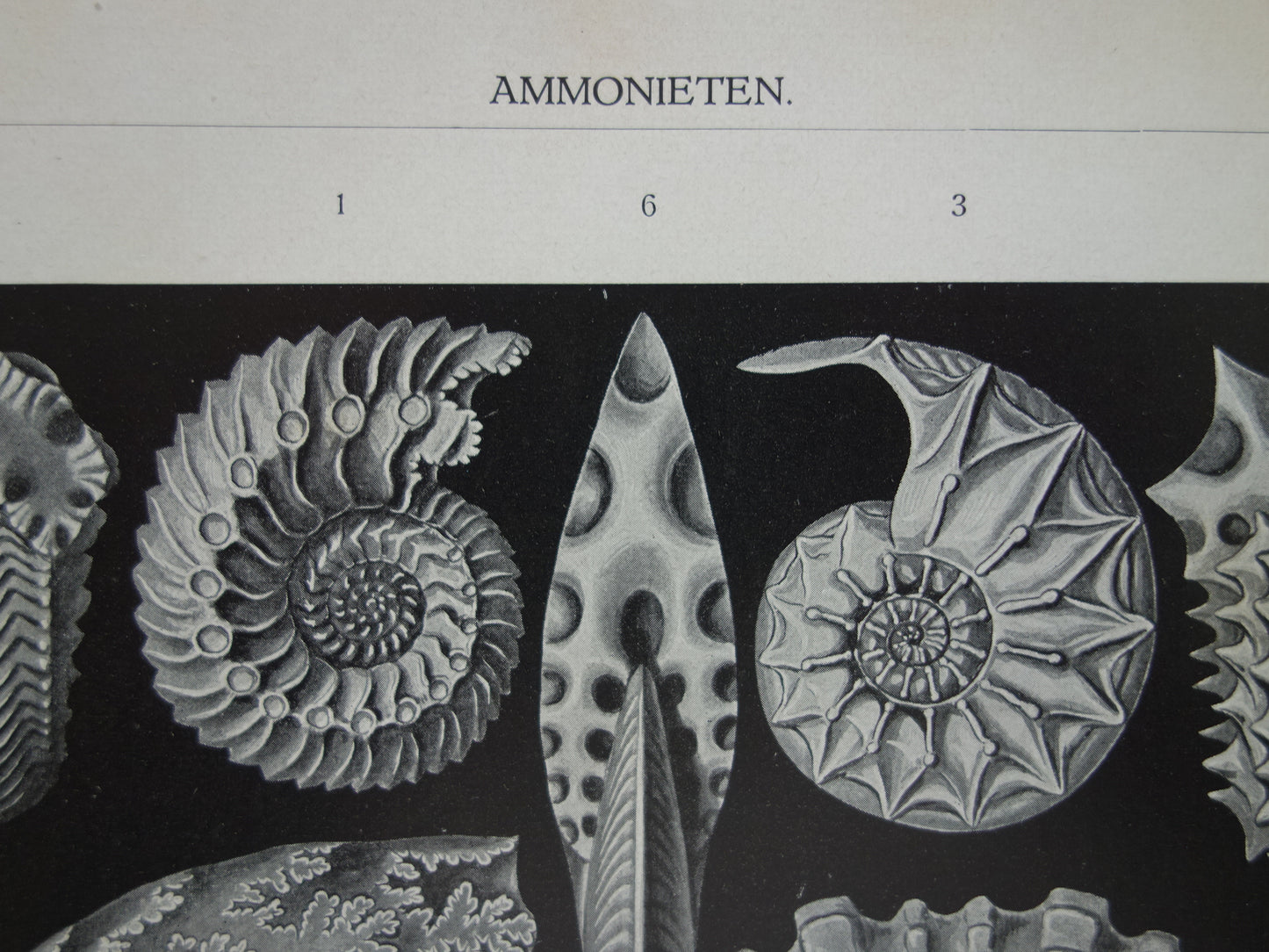 AMMONIETEN Oude illustratie van ammoniet fossielen uit 1932 Jaren 30 Vintage afbeelding