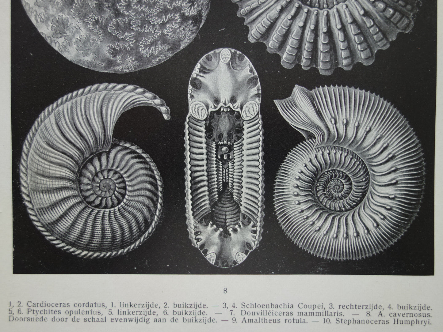 AMMONIETEN Oude illustratie van ammoniet fossielen uit 1932 Jaren 30 Vintage afbeelding