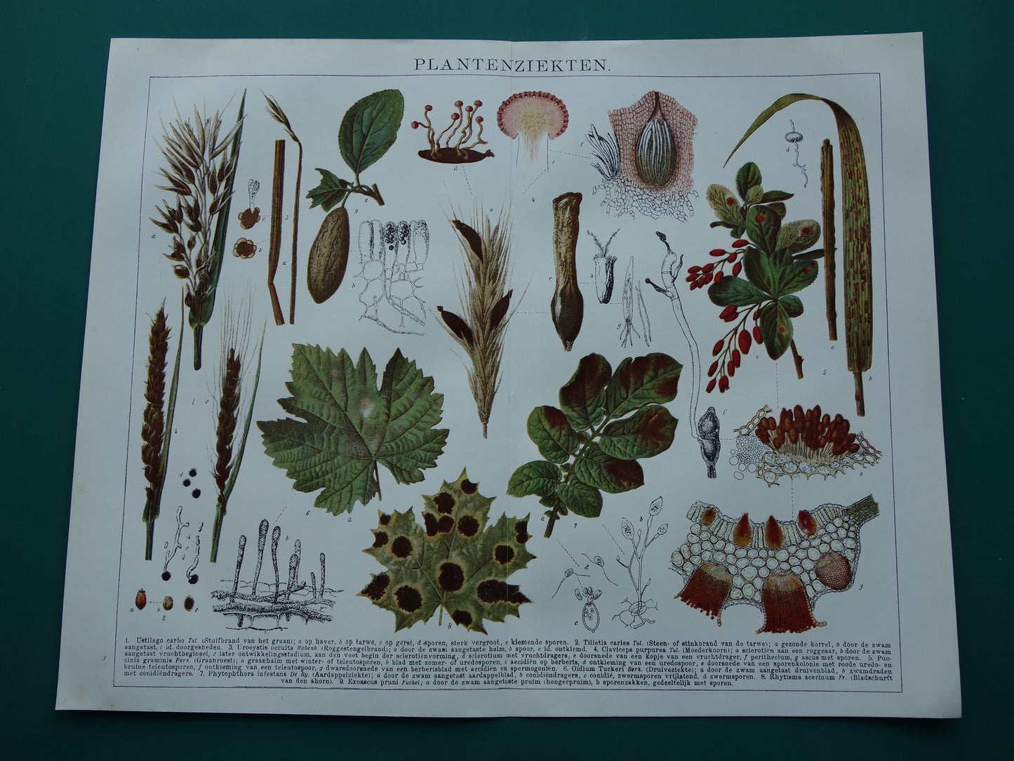 PLANTENZIEKTEN oude botanische prent uit 1921 over ziekten bij planten Originele antieke Nederlandse illustratie print