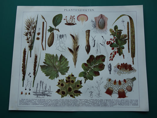 PLANTENZIEKTEN oude botanische prent uit 1921 over ziekten bij planten Originele antieke Nederlandse illustratie print