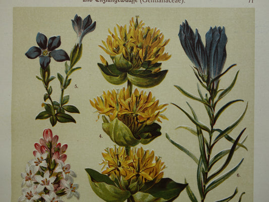 GELE GENTIAAN Oude botanische prent 1911 originele antieke illustratie Haagwinde Jacobsladder botanie prenten bloemen
