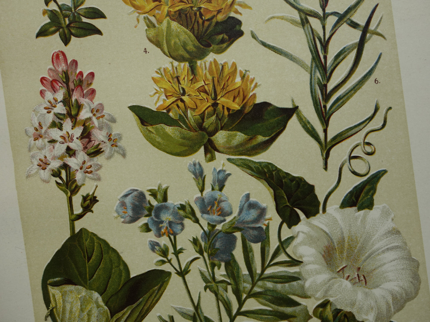 GELE GENTIAAN Oude botanische prent 1911 originele antieke illustratie Haagwinde Jacobsladder botanie prenten bloemen