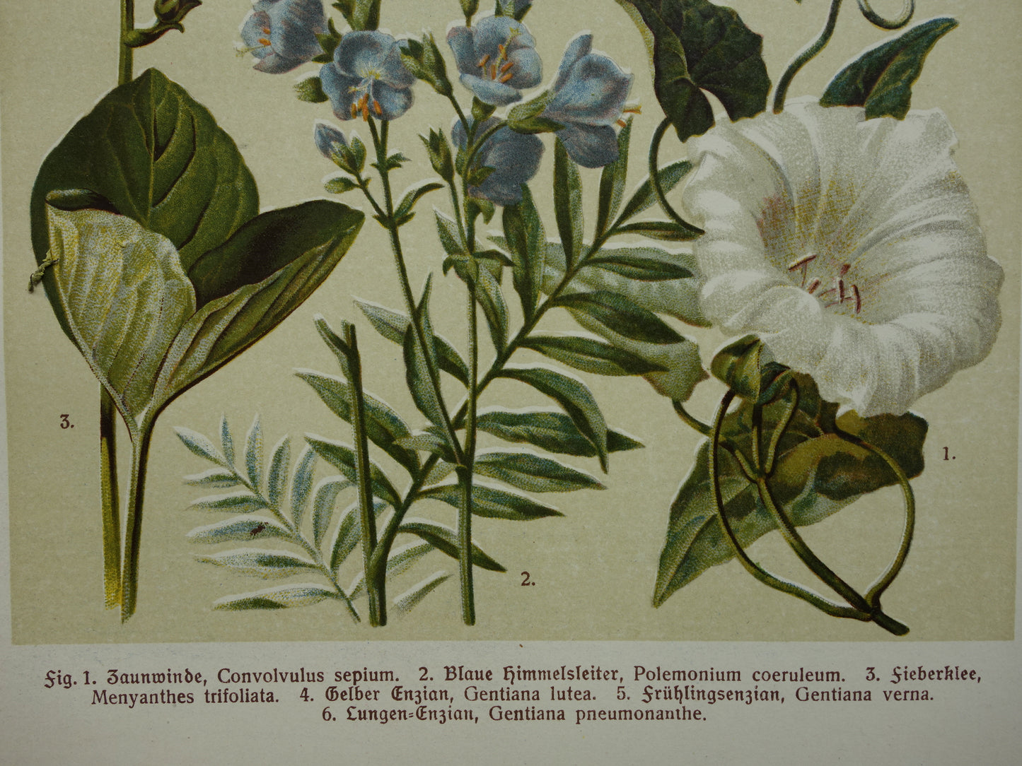 GELE GENTIAAN Oude botanische prent 1911 originele antieke illustratie Haagwinde Jacobsladder botanie prenten bloemen