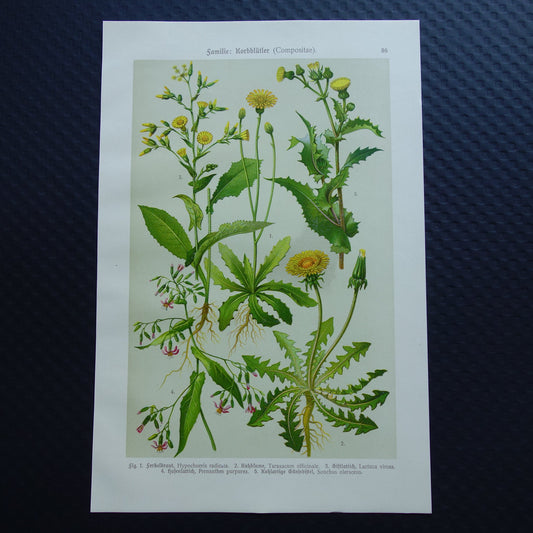Oude botanische prent Paardenbloem originele antieke illustratie Biggenkruid botanie prenten bloemen