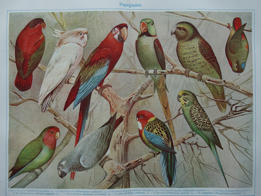 Vintage print papegaai soorten antieke prent van vogels uit 1921 Originele oude papegaaien illustratie - oude fauna prints