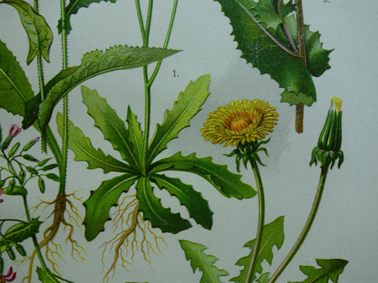 Oude botanische prent Paardenbloem originele antieke illustratie Biggenkruid botanie prenten bloemen