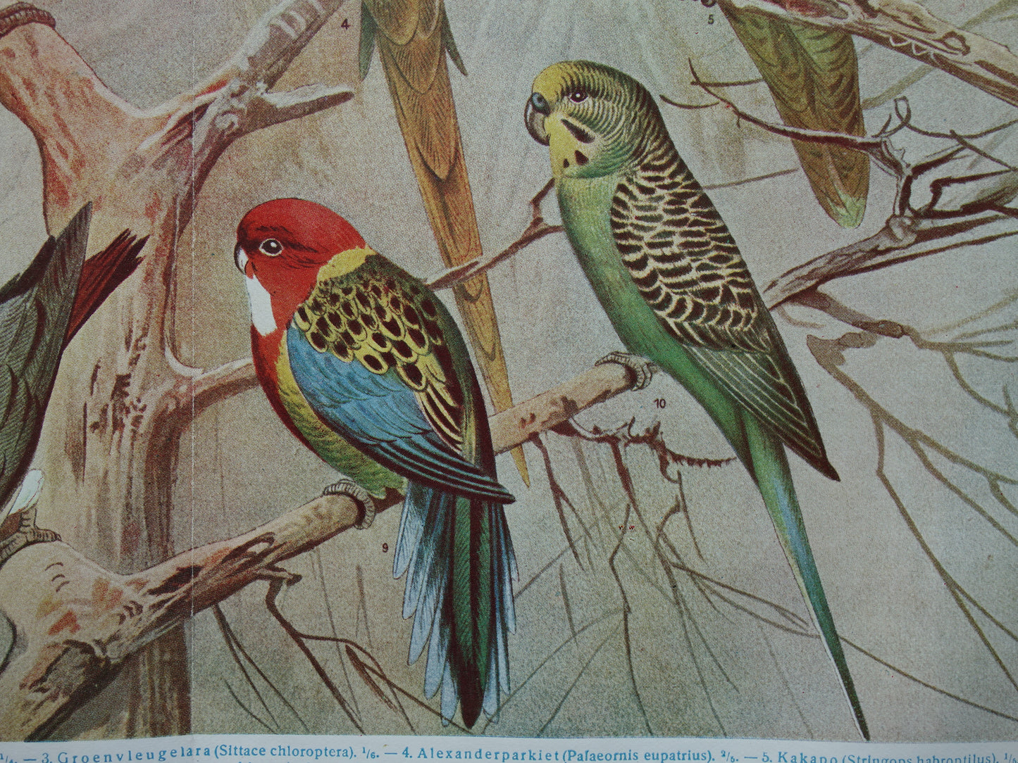 Vintage print papegaai soorten antieke prent van vogels uit 1921 Originele oude papegaaien illustratie - oude fauna prints
