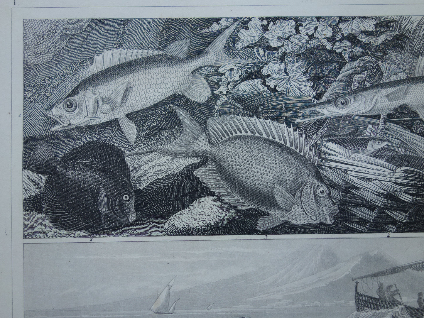 VISSEN Set van 2 originele antieke gravures 1849 Prenten Vis Vissoorten Oude Prints