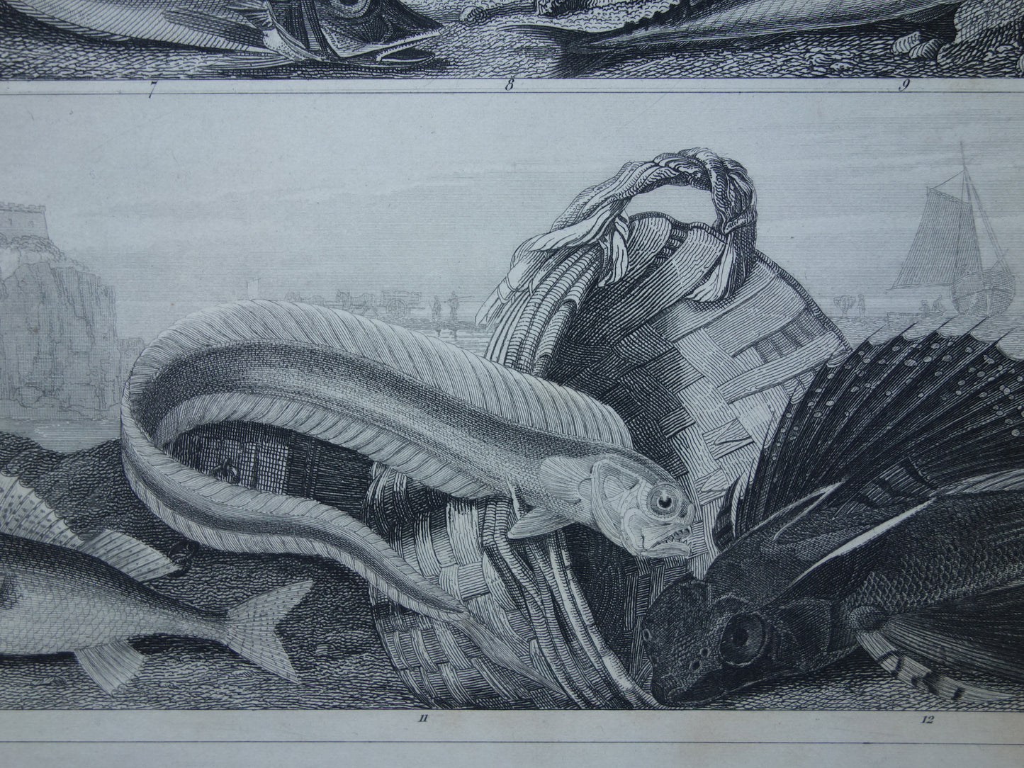 VISSEN Set van 2 originele antieke gravures 1849 Prenten Vis Vissoorten Oude Prints
