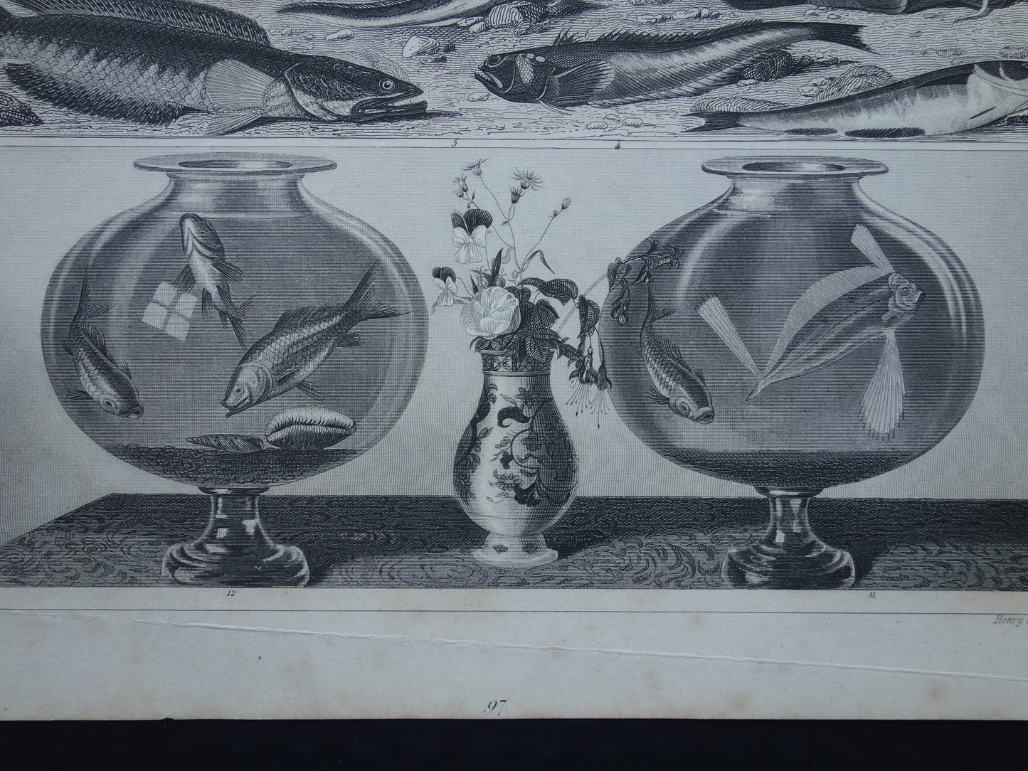 VISSEN Set van 2 originele antieke gravures 1849 Prenten Vis Vissoorten Oude Prints