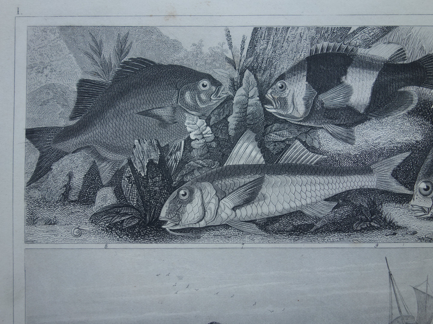 VISSEN Set van 2 originele antieke gravures 1849 Prenten Vis Vissoorten Oude Prints