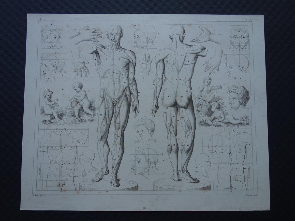 Old print about theory of painting and muscles and proportions of the human body original antique illustration vintage prints