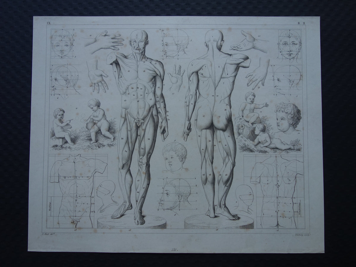 Oude prent over theorie schilderkunst en spieren en proporties van het menselijk lichaam originele antieke illustratie vintage prints