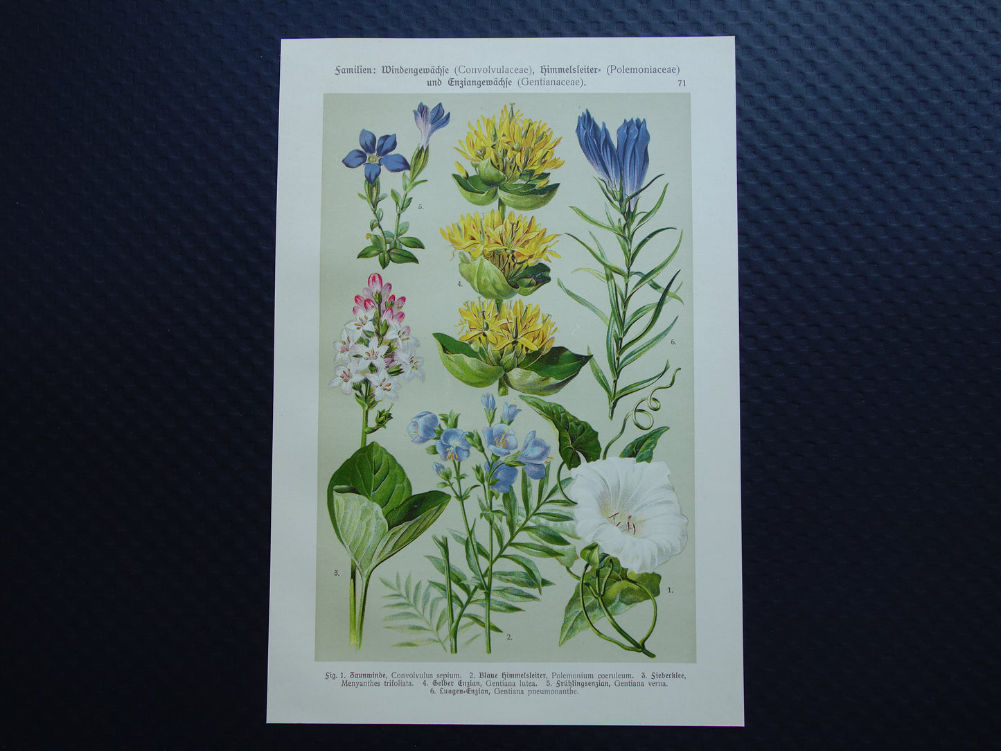 GELE GENTIAAN Oude botanische prent 1911 originele antieke illustratie Haagwinde Jacobsladder botanie prenten bloemen