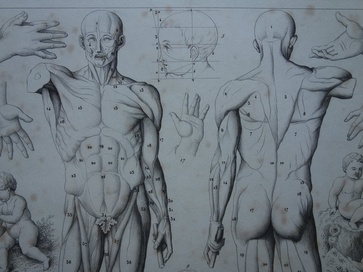 Old print about theory of painting and muscles and proportions of the human body original antique illustration vintage prints