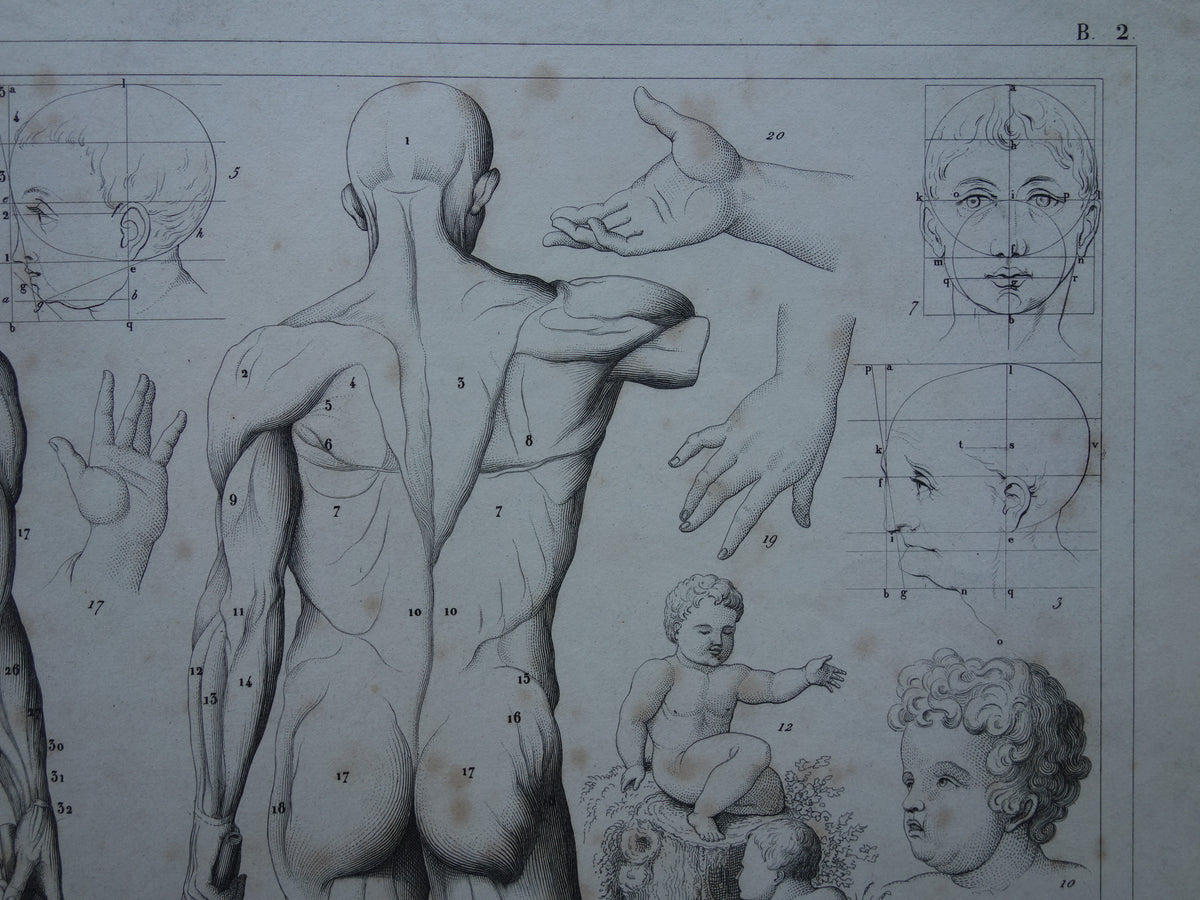 Old print about theory of painting and muscles and proportions of the human body original antique illustration vintage prints
