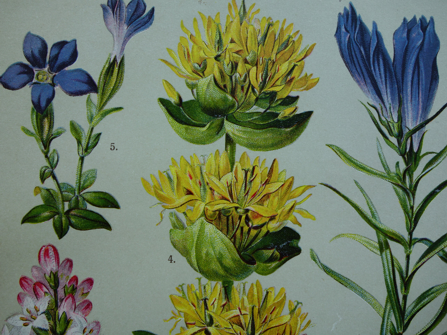 GELE GENTIAAN Oude botanische prent 1911 originele antieke illustratie Haagwinde Jacobsladder botanie prenten bloemen