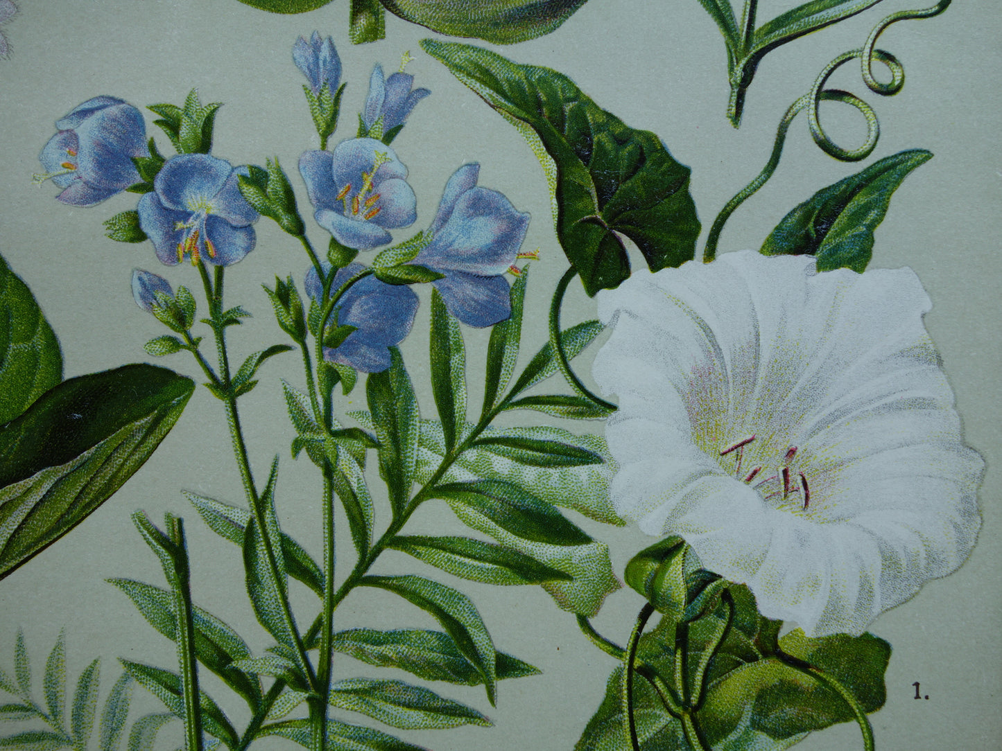 GELE GENTIAAN Oude botanische prent 1911 originele antieke illustratie Haagwinde Jacobsladder botanie prenten bloemen