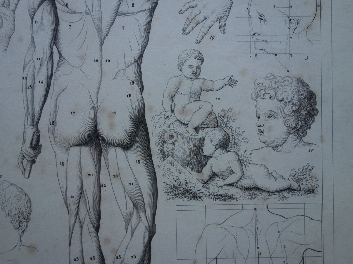 Old print about theory of painting and muscles and proportions of the human body original antique illustration vintage prints