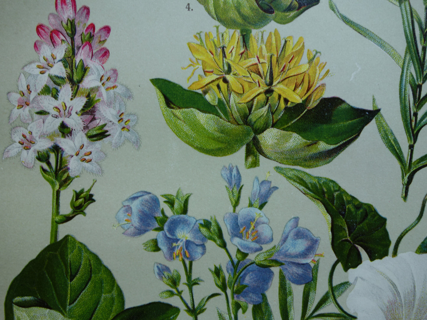 GELE GENTIAAN Oude botanische prent 1911 originele antieke illustratie Haagwinde Jacobsladder botanie prenten bloemen