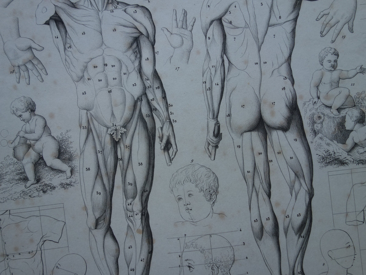 Old print about theory of painting and muscles and proportions of the human body original antique illustration vintage prints