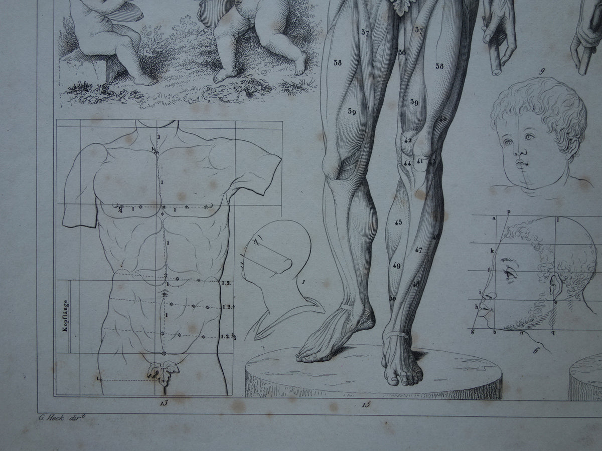 Old print about theory of painting and muscles and proportions of the human body original antique illustration vintage prints