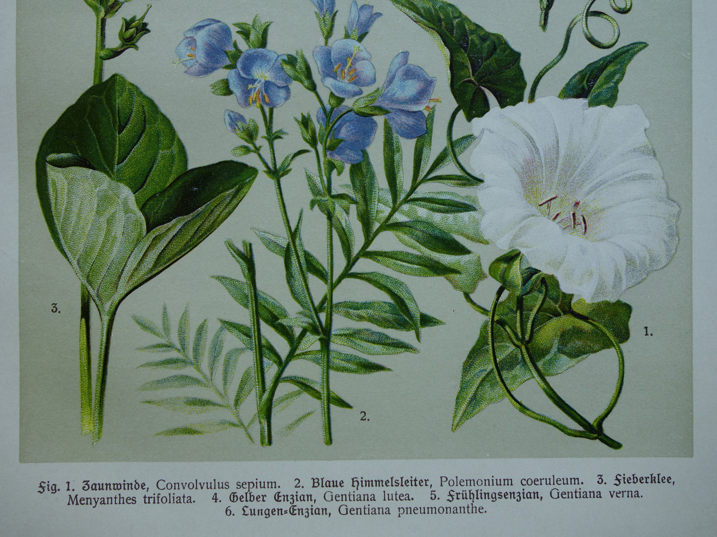 GELE GENTIAAN Oude botanische prent 1911 originele antieke illustratie Haagwinde Jacobsladder botanie prenten bloemen