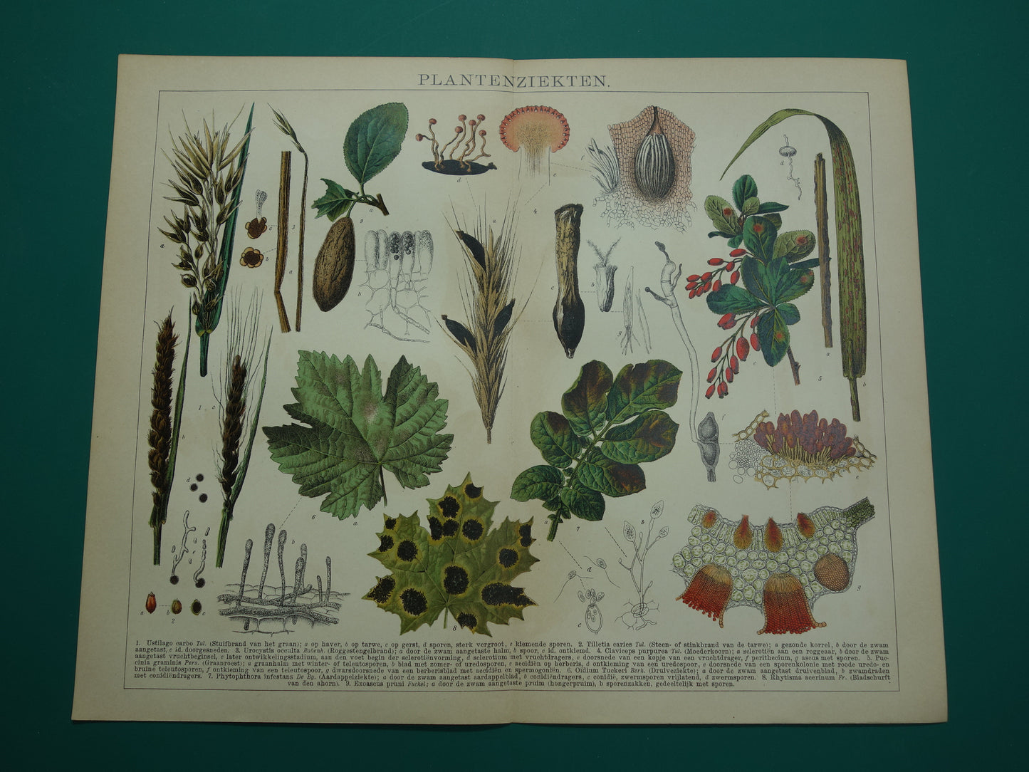 PLANTENZIEKTEN oude botanische prent uit 1910 over ziekten bij planten Originele antieke Nederlandse illustratie print